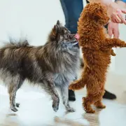 Qué alimentos son dañinos para tus mascotas