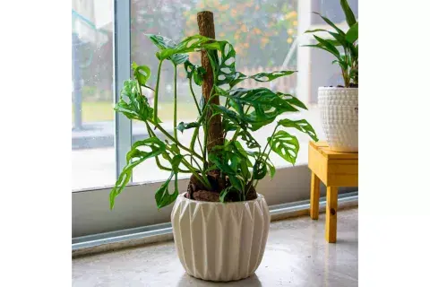 Monstera Adansonii Monstera Adansonii