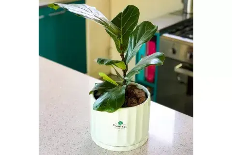 Ficus Pandurata Ficus Pandurata