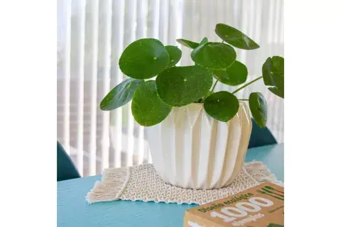 La Pilea Peperomoides tiene apariencia de ciencia ficción. La Pilea Peperomoides tiene apariencia de ciencia ficción.