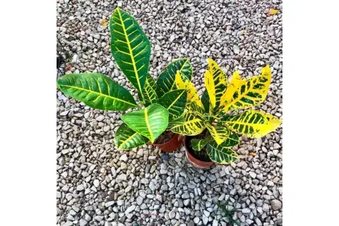 Croton Petra Croton Petra