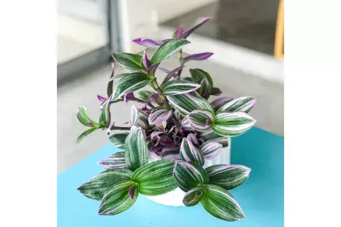Tradescantia fluminensis Tradescantia fluminensis