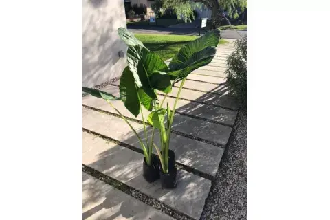 A las Alocasia también se las llama Oreja de Elefante. A las Alocasia también se las llama Oreja de Elefante.