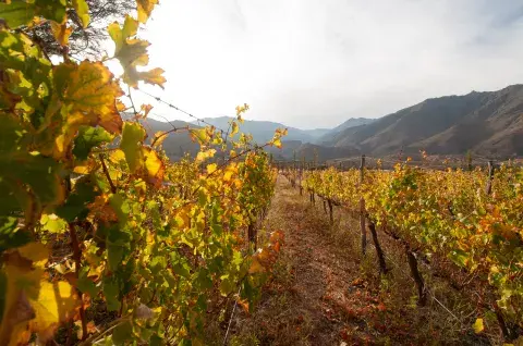 Los viñedos en los Valles Calchaquíes son los más altos del mundo. Los viñedos en los Valles Calchaquíes son los más altos del mundo.