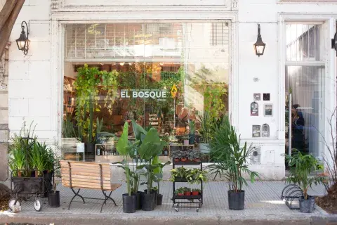 EL BOSQUE PLANTAS 