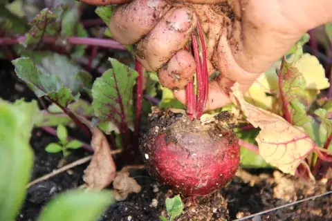 Florencia Gallino creó Sitopia, un emprendimiento que promueve, educa y facilita el cultivo urbano. Florencia Gallino creó Sitopia, un emprendimiento que promueve, educa y facilita el cultivo urbano.