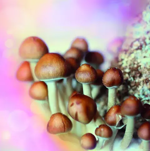 la especie golden teacher es uno de los hongos con psilocibina más usados. la especie golden teacher es uno de los hongos con psilocibina más usados.
