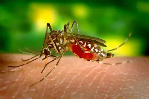 Qué cuidados tener con el aumento del dengue. Qué cuidados tener con el aumento del dengue.