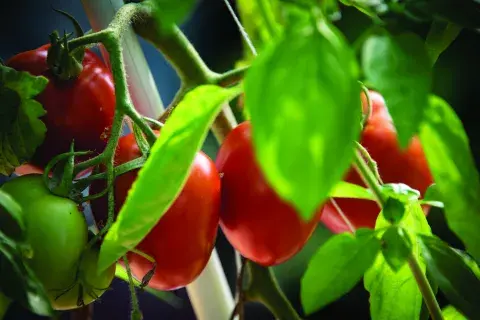 emprendimiento-eco-tomate.jpg