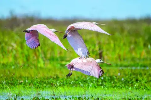 Hay más de 350 especies de aves, que te invitan a la observación y al asombro. 