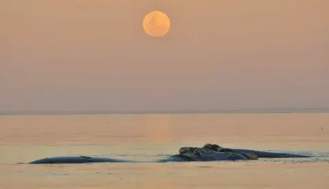 Avistaje de ballenas con Luna Llena. Avistaje de ballenas con Luna Llena.