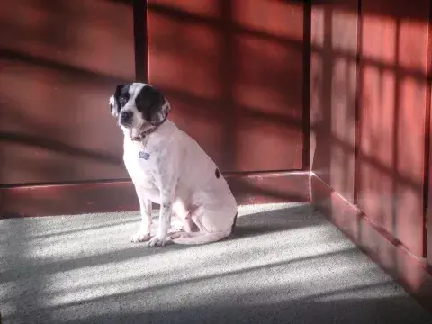 Un perro de la calle se puede convertir en un perro de tu vida. Un perro de la calle se puede convertir en un perro de tu vida.