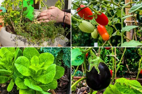 Cómo decidir qué plantar en tu huerta. Cómo decidir qué plantar en tu huerta.