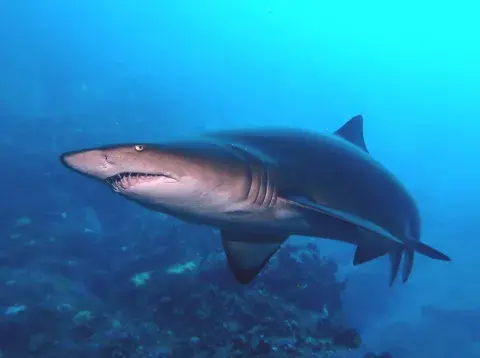 El escalandrún es una de las 12 especies de grandes tiburones del Mar Argentino. El escalandrún es una de las 12 especies de grandes tiburones del Mar Argentino.