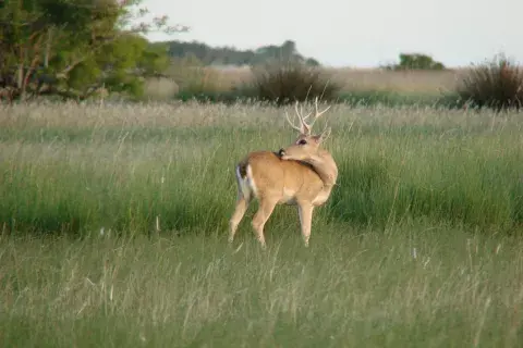 El venado de las pampas es una de las especies más amenazadas de nuestro país. El venado de las pampas es una de las especies más amenazadas de nuestro país.