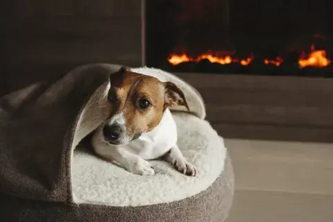 perro-invierno.jpg