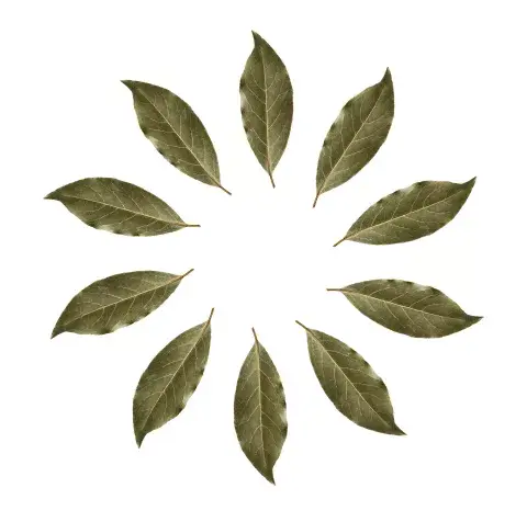 Hojas de laurel: ¿por qué está bueno llevar en la billetera?