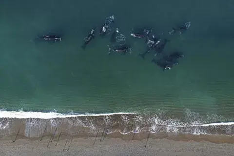 Llegaron las primeras ballenas a Puerto Madryn.