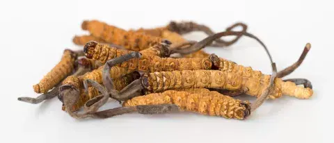Cordyceps: mejora el rendimiento físico, aumenta los niveles de energía y la resistencia y ayuda a la recuperación. Cordyceps: mejora el rendimiento físico, aumenta los niveles de energía y la resistencia y ayuda a la recuperación.