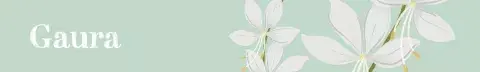 gaura.jpg gaura.jpg