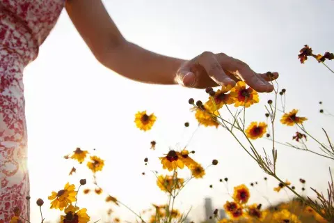 Las Flores Nuestras trabajan equilibrando nuestro sistema emocional Las Flores Nuestras trabajan equilibrando nuestro sistema emocional