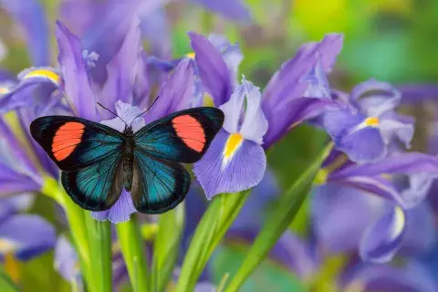 Las mariposas son consideradas mensajeras de los espíritus desde la mirada chamánica.