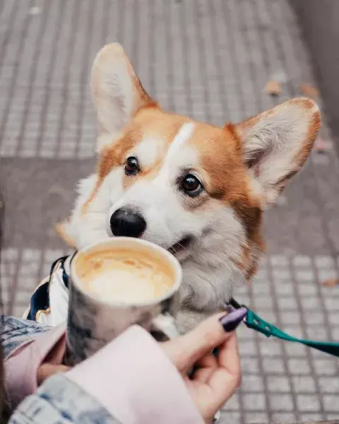 Perro café. Perro café.