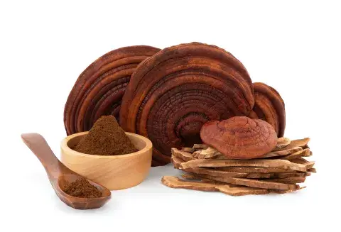 Reishi: se lo conoce como el hongo de la inmortalidad. Reishi: se lo conoce como el hongo de la inmortalidad.