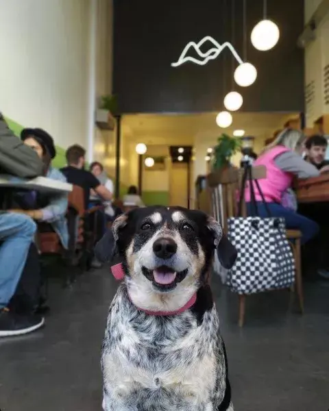 Surry Hills Coffee. Surry Hills Coffee.