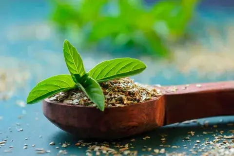 2 lugares para ubicar la albahaca en tu hogar. 2 lugares para ubicar la albahaca en tu hogar.