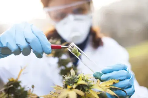 Se reglamentó la Ley del Cannabis: qué dice el decreto. Se reglamentó la Ley del Cannabis: qué dice el decreto.