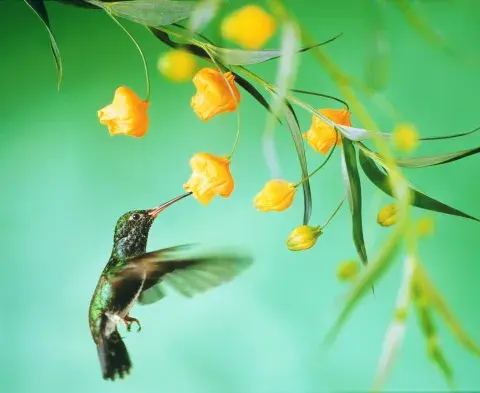 Cuáles son las 3 plantas con flores amarillas que llenarán tu jardín de colibríes Cuáles son las 3 plantas con flores amarillas que llenarán tu jardín de colibríes