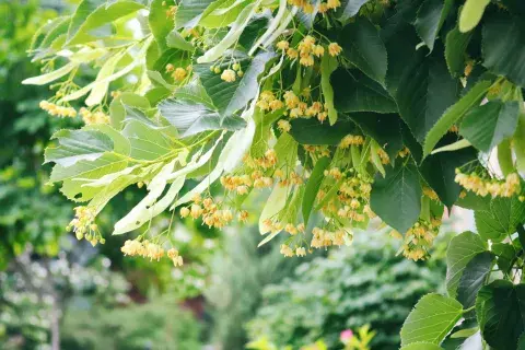 El té de tilo es una infusión hecha con las flores de ciertas especies del árbol de Tilia. El té de tilo es una infusión hecha con las flores de ciertas especies del árbol de Tilia.