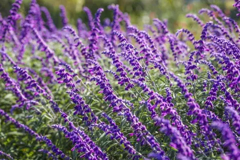 Salvia leucantha da siempre flores.