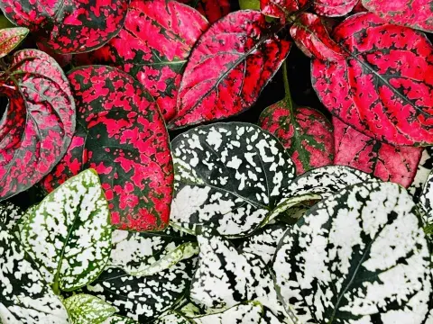 Plantas coloridas y fáciles de cuidar. Plantas coloridas y fáciles de cuidar.