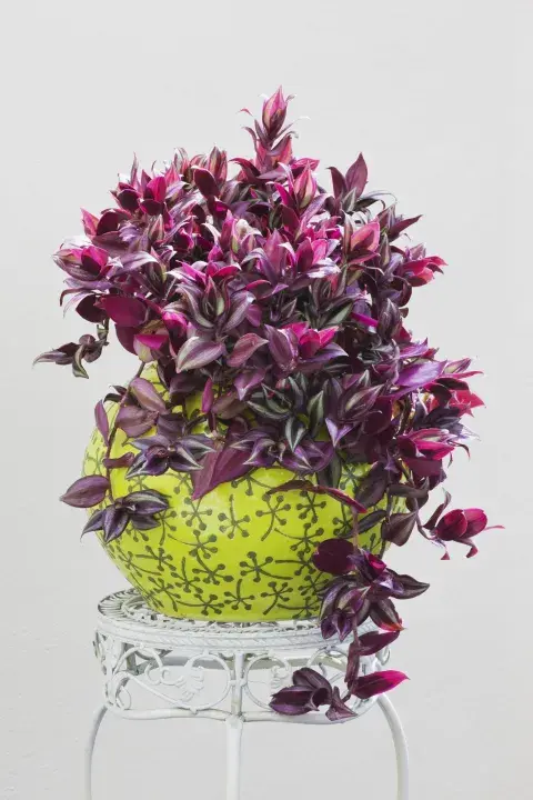 Tradescantia zebrina, ideal para sumar color en tu casa. Tradescantia zebrina, ideal para sumar color en tu casa.