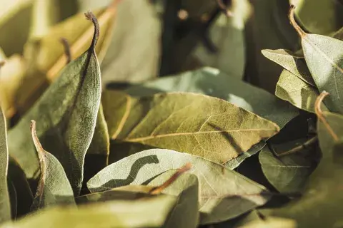 Hojas de laurel para rituales. Hojas de laurel para rituales.