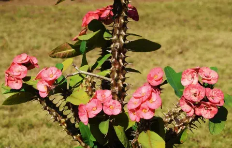 Corona de espinas. Corona de espinas.