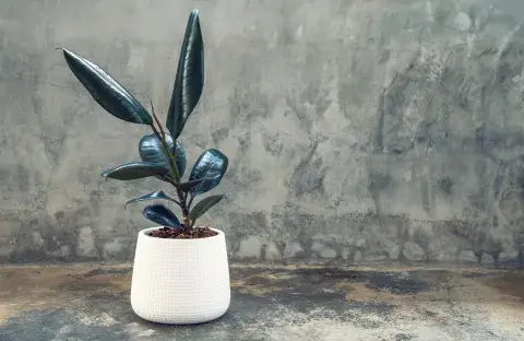 Ficus gomero. Ficus gomero.