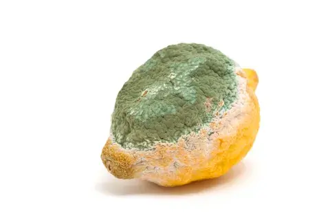 Un limón pasado de maduro funciona como un excelente repelente contra las hormigas. Un limón pasado de maduro funciona como un excelente repelente contra las hormigas.