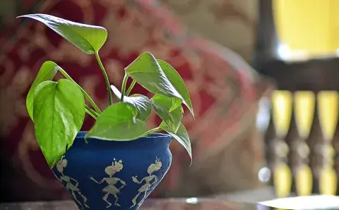 Potus, una de las plantas de interior que necesitan poca luz.