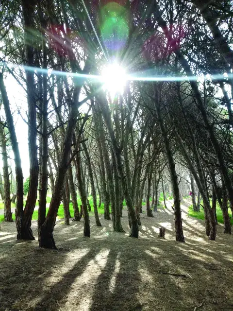 El bosque energético, un planazo para cargar pilas. El bosque energético, un planazo para cargar pilas.