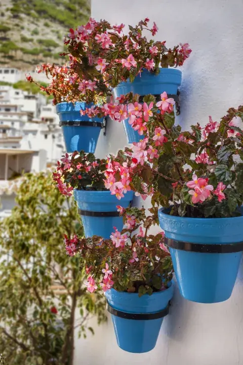Begonias en la pared, un gran complemento natural para tu casa Begonias en la pared, un gran complemento natural para tu casa