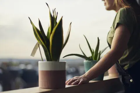 Cuidan las malas vibras en el hogar, según el feng shui Cuidan las malas vibras en el hogar, según el feng shui
