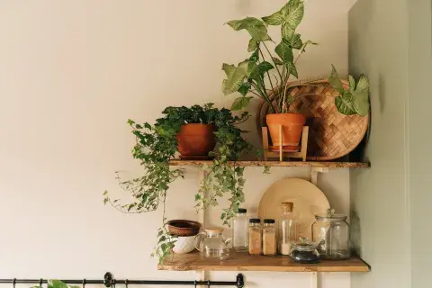 La hiedra, una de las plantas trepadoras más bonitas y fáciles de cuidar La hiedra, una de las plantas trepadoras más bonitas y fáciles de cuidar