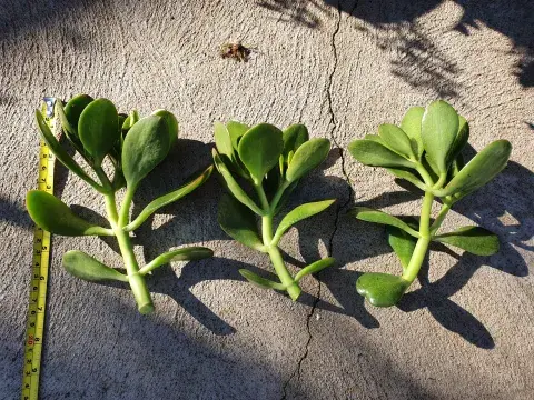 Podés reproducir la planta de jade desde esquejes. Podés reproducir la planta de jade desde esquejes.