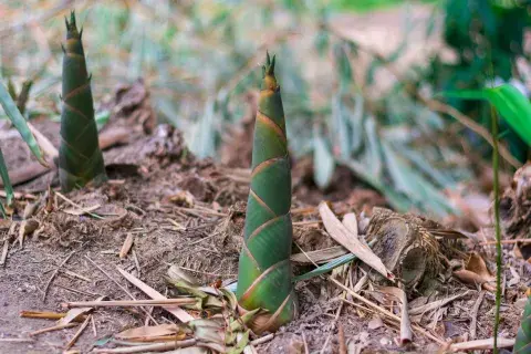 El bambú es una planta clave en distintas culturas asiáticas. El bambú es una planta clave en distintas culturas asiáticas.