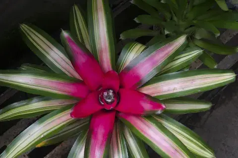 La Calatea crocata aportará un toque tropical a cualquier rincón de tu casa. La Calatea crocata aportará un toque tropical a cualquier rincón de tu casa.