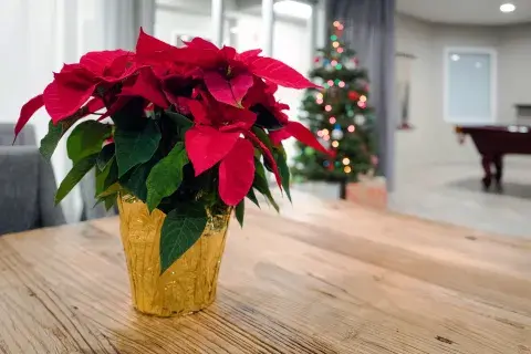 La Estrella federal es ideal para decorar espacios navideños La Estrella federal es ideal para decorar espacios navideños