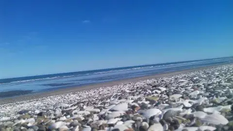 Playa de las Conchillas, distinta a todas Playa de las Conchillas, distinta a todas